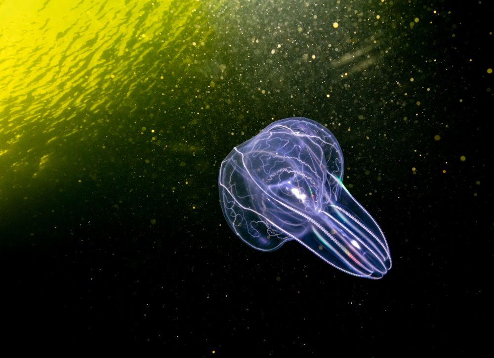 Go on a comb jelly tour with Florida Adventurer 
