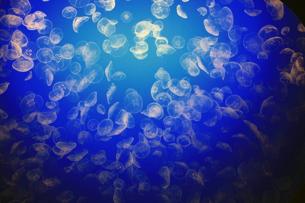 Catch Glowing Jellyfish While Bioluminescence Kayaking in Florida