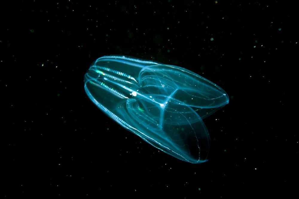 Where to See and Experience Comb Jellyfish in Florida 
