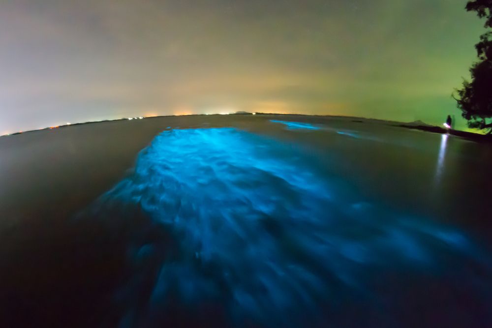 Adventure Kayak Tour to Experience Bioluminescence Florida