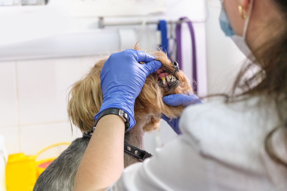 Understanding Periodontal Disease in Dogs and Cats: Signs, Symptoms, and Treatment