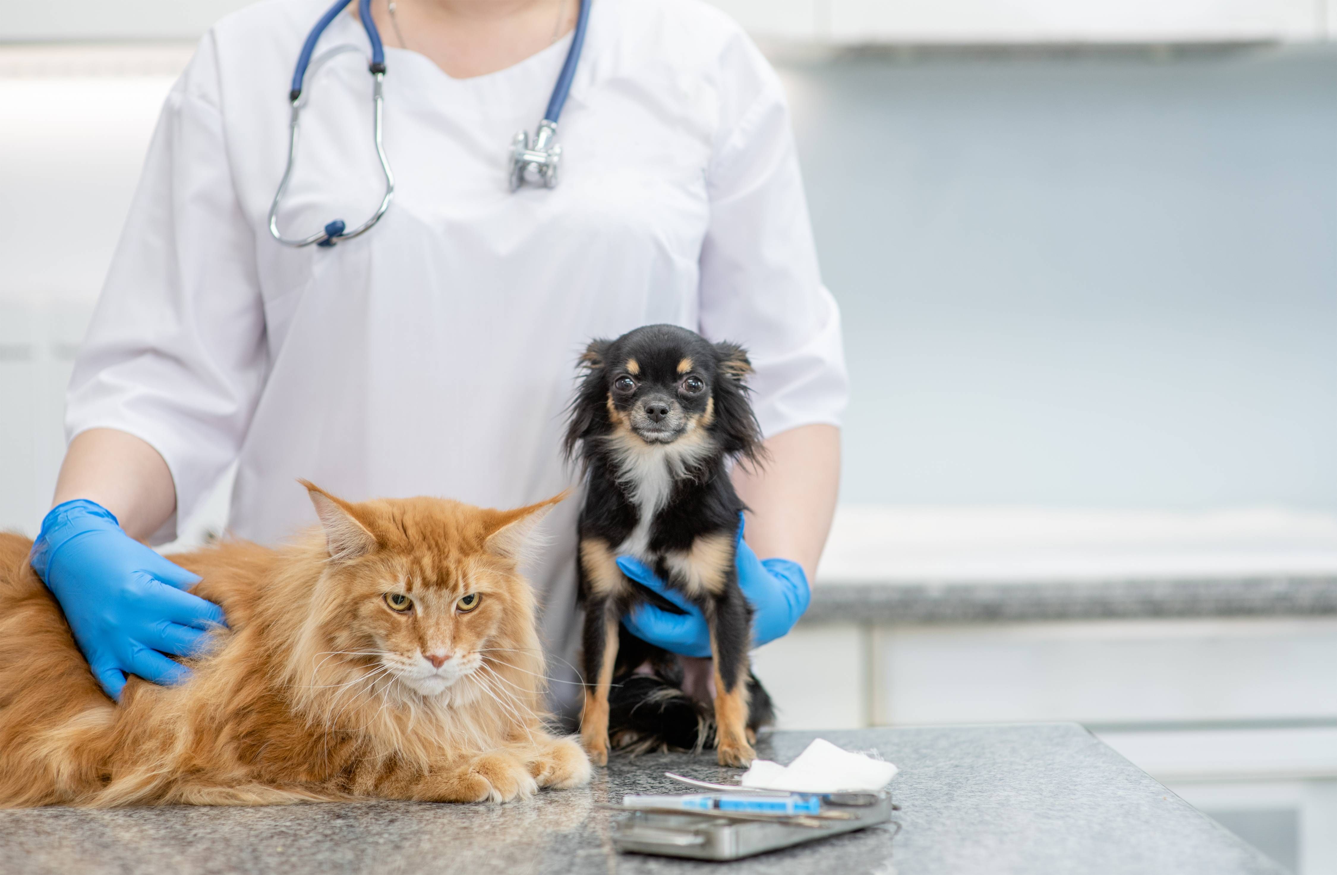 How Pet Dental Exams Help Prevent Periodontal Disease?