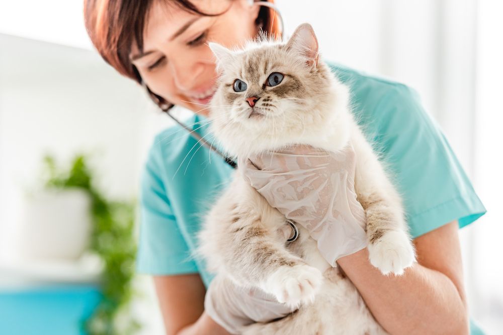 How Often Should My Pet Get a Wellness Exam?