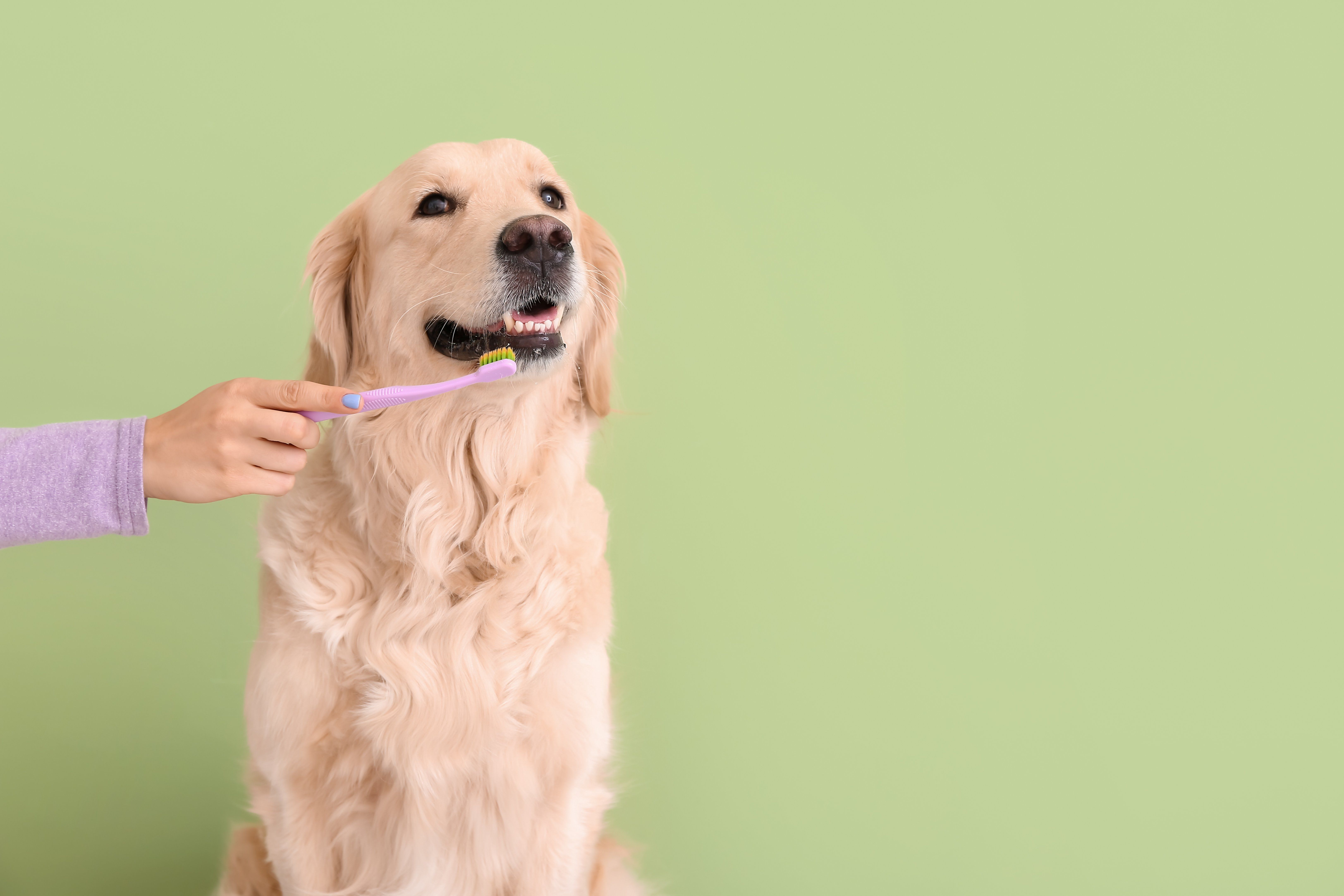 Why Pet Dental Health Matters