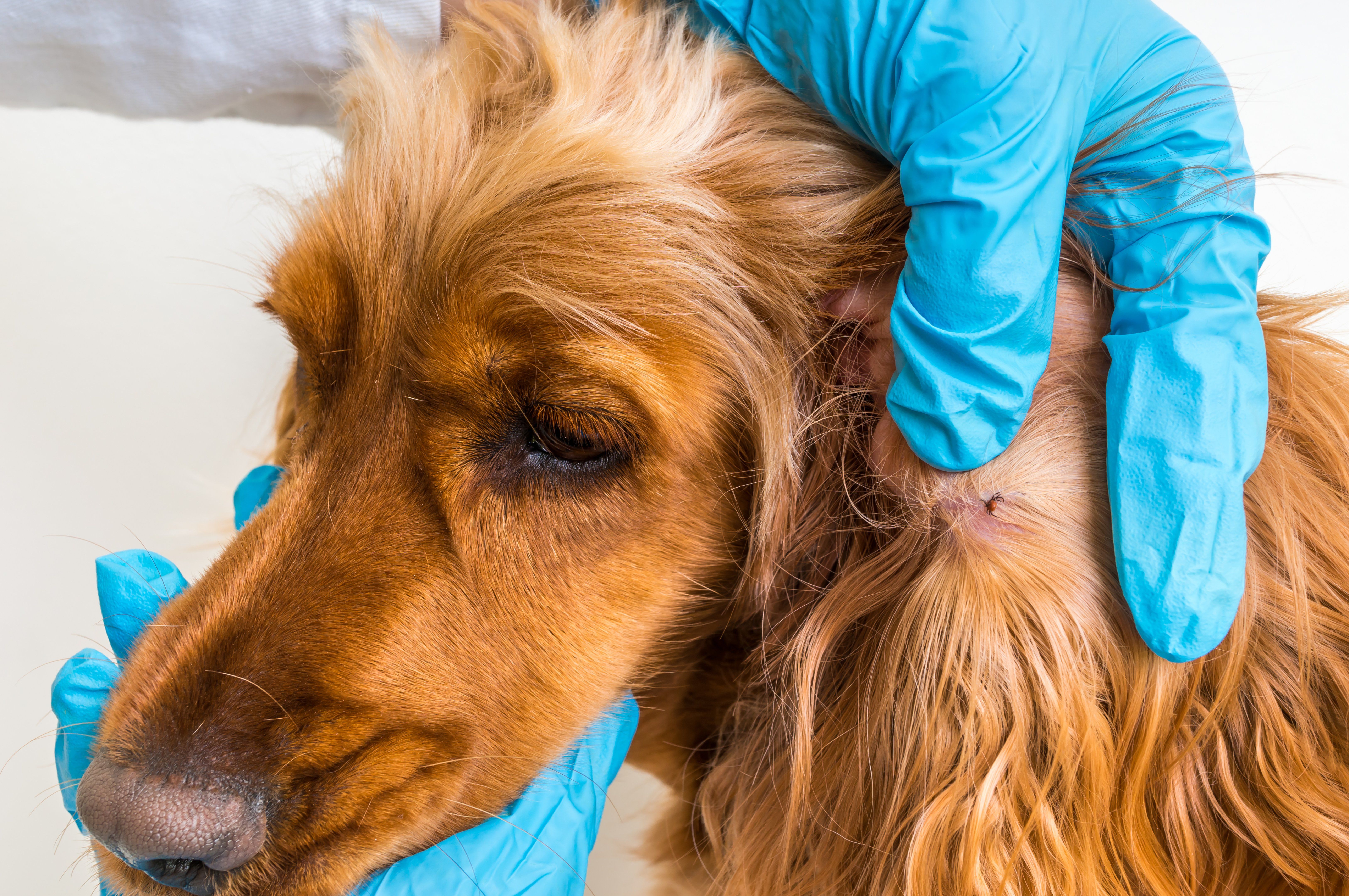 How Harmful Are Ticks to Dogs, and How Can I Protect My Dog? 