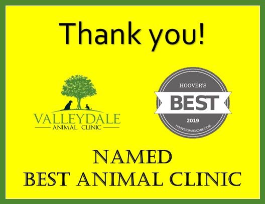 Best Animal Clinic in Hoover