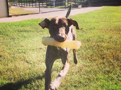 Doggie Daycare Updates