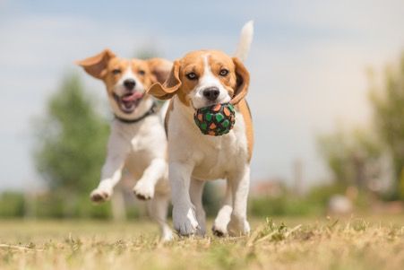 How Can I Protect My Pet From Heartworm Disease?