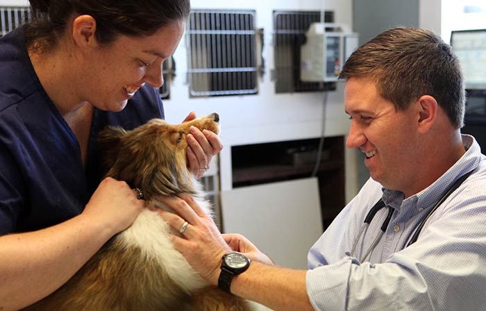 Free Vet Exams for Adopted Pets