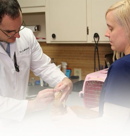cat being checked by a vet