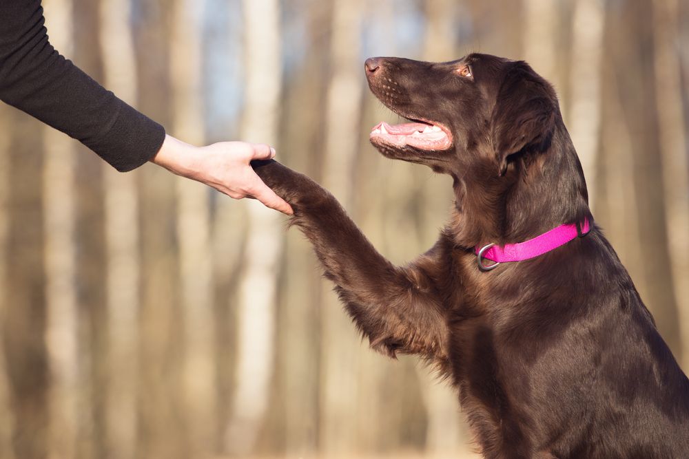 Best Veterinarian in Birmingham