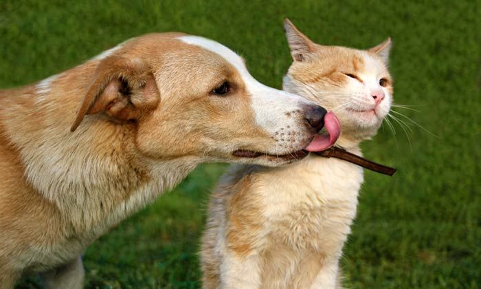 Named One of Best Vet Clinics in Birmingham