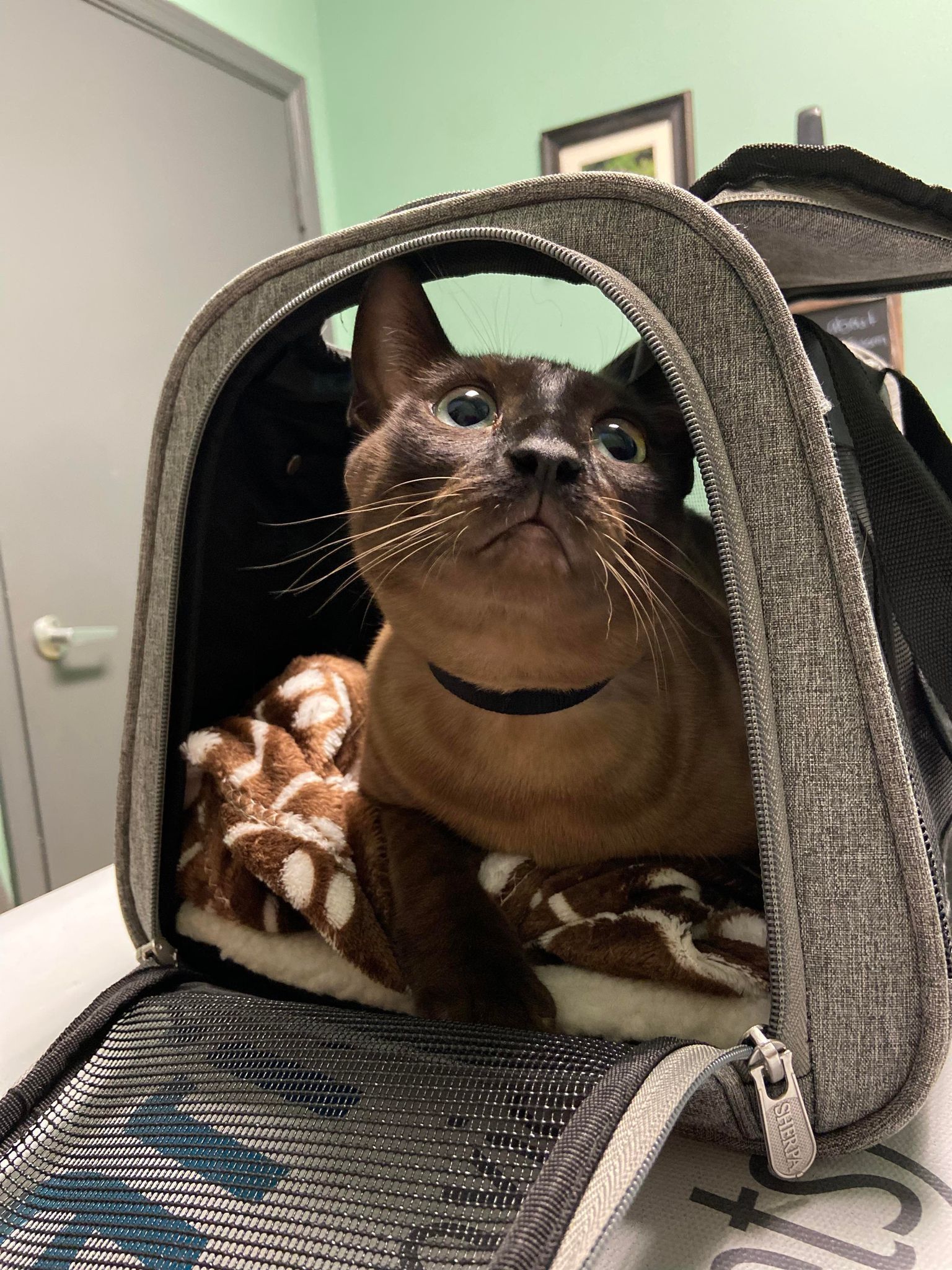 Brown Bengal cat in his carrier looking up 