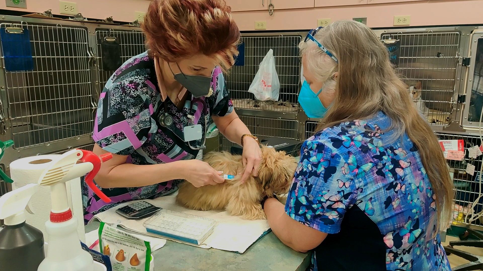 dog receiving a vaccination