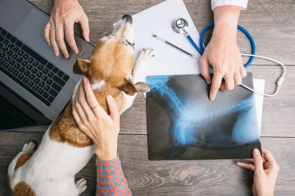 The Role of Digital X-rays in Early Detection of Pet Health Issues