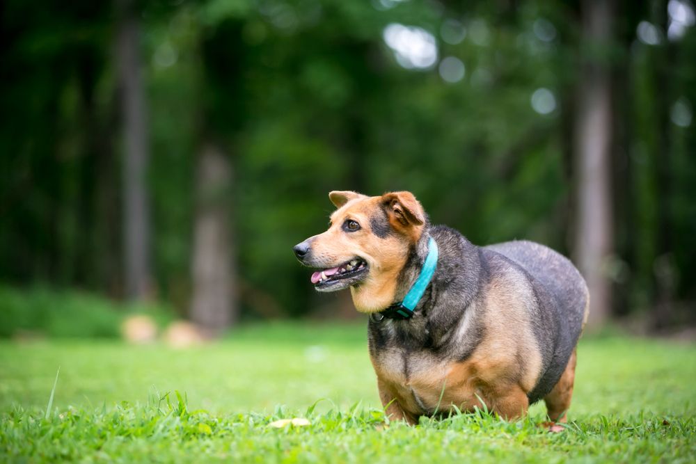 Pet Obesity: Causes, Risks, and Effective Weight Management Strategies
