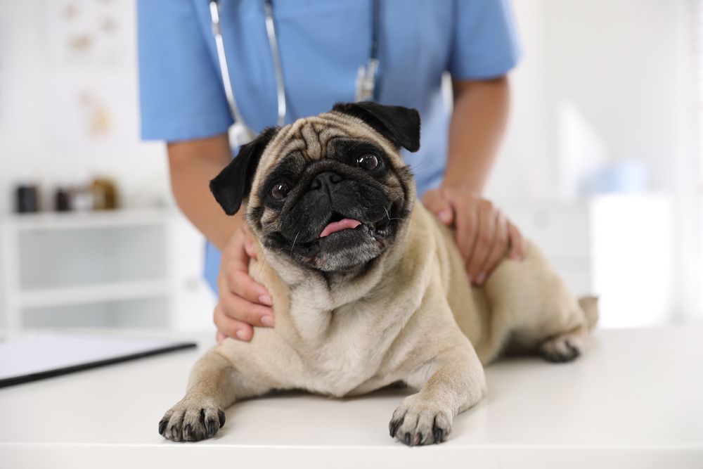 Unleash the Power of Preventative Care: How Regular Vet Visits Can Save Your Dog's Life