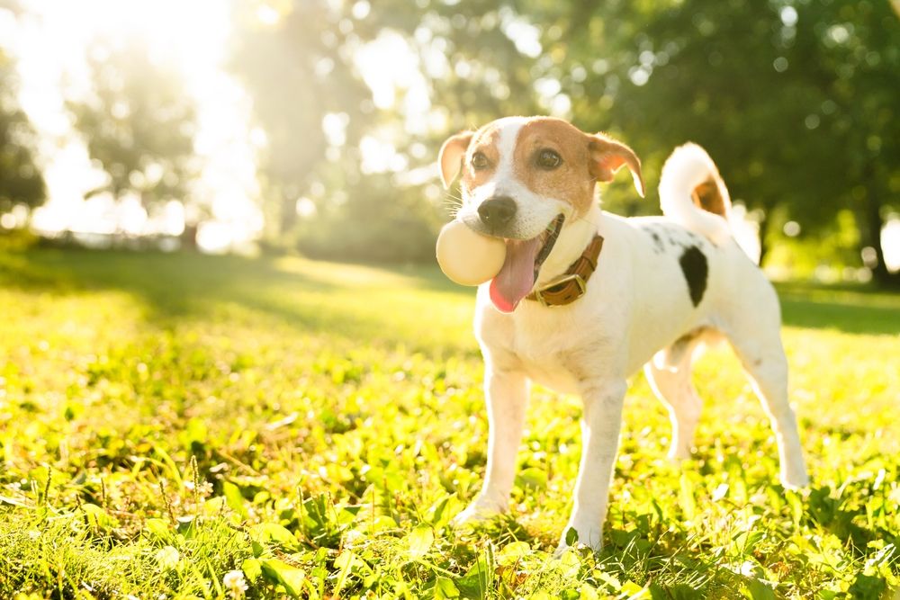 Fun in the Sun: Top Tips for Ensuring Your Furry Friends Stay Safe and Healthy During the Summer Months in Florida