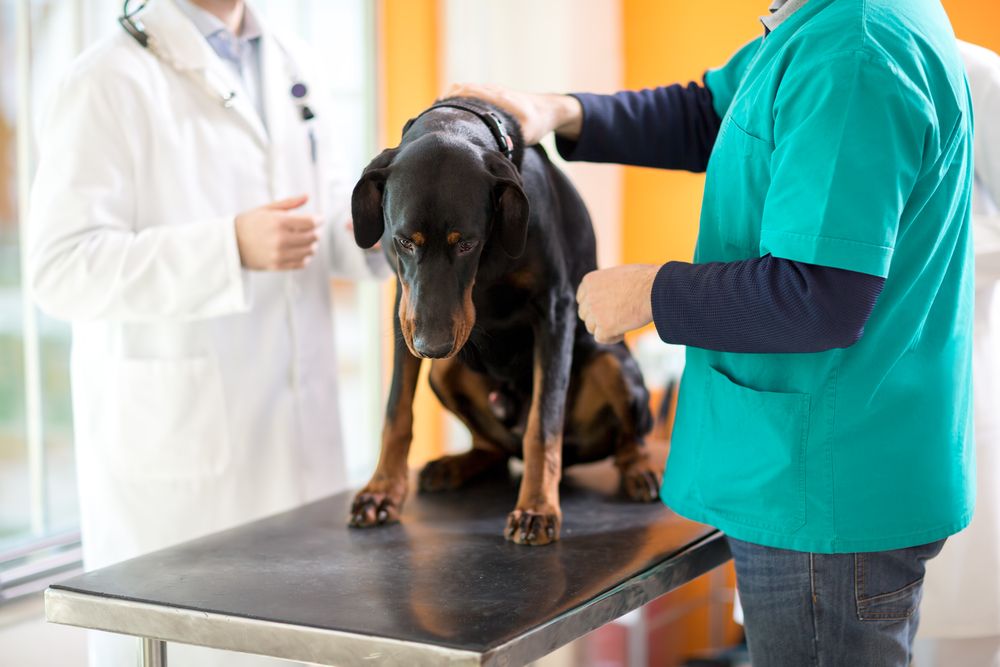 The Importance of Veterinary Oncology