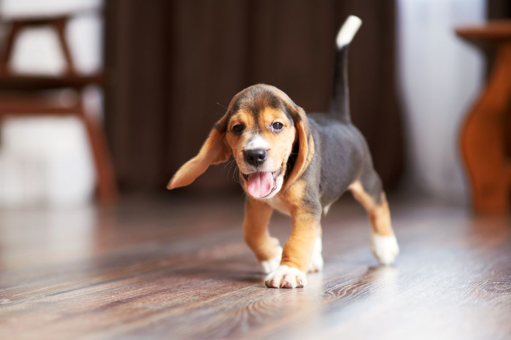 Puppy Love: Everything You Need to Know About Raising a Happy and Healthy Pup