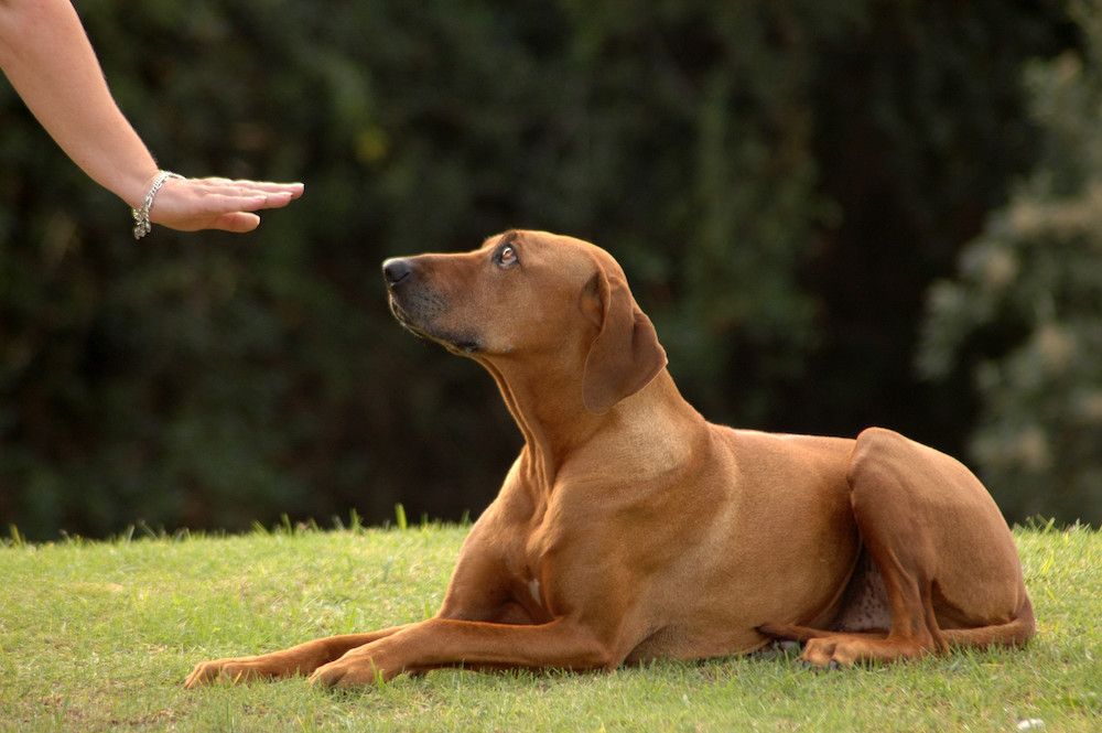 Hearing Loss: How to Care for Your Pet