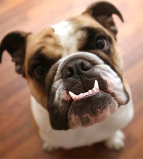 bulldog