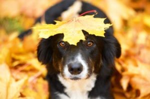 Dog under a fall leaf