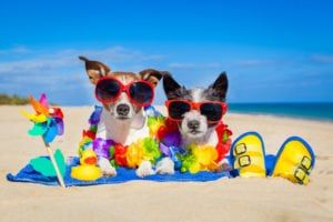 pets in the summer