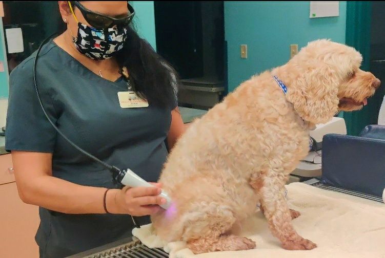 laser therapy for pets