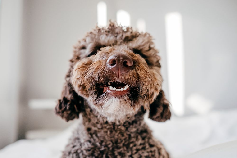Why is Pet Dental Hygiene So Important?