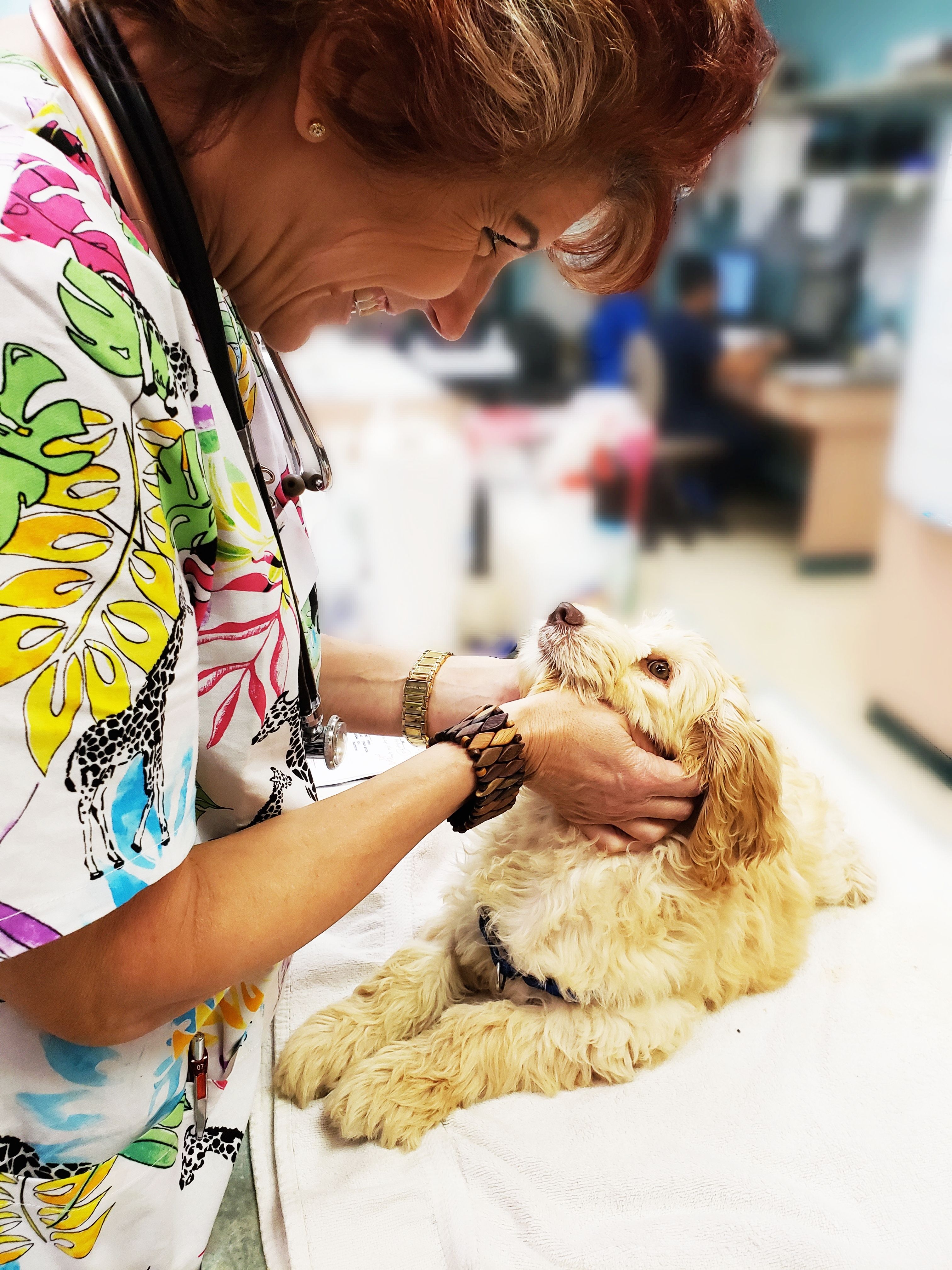 dog at the vet clinic