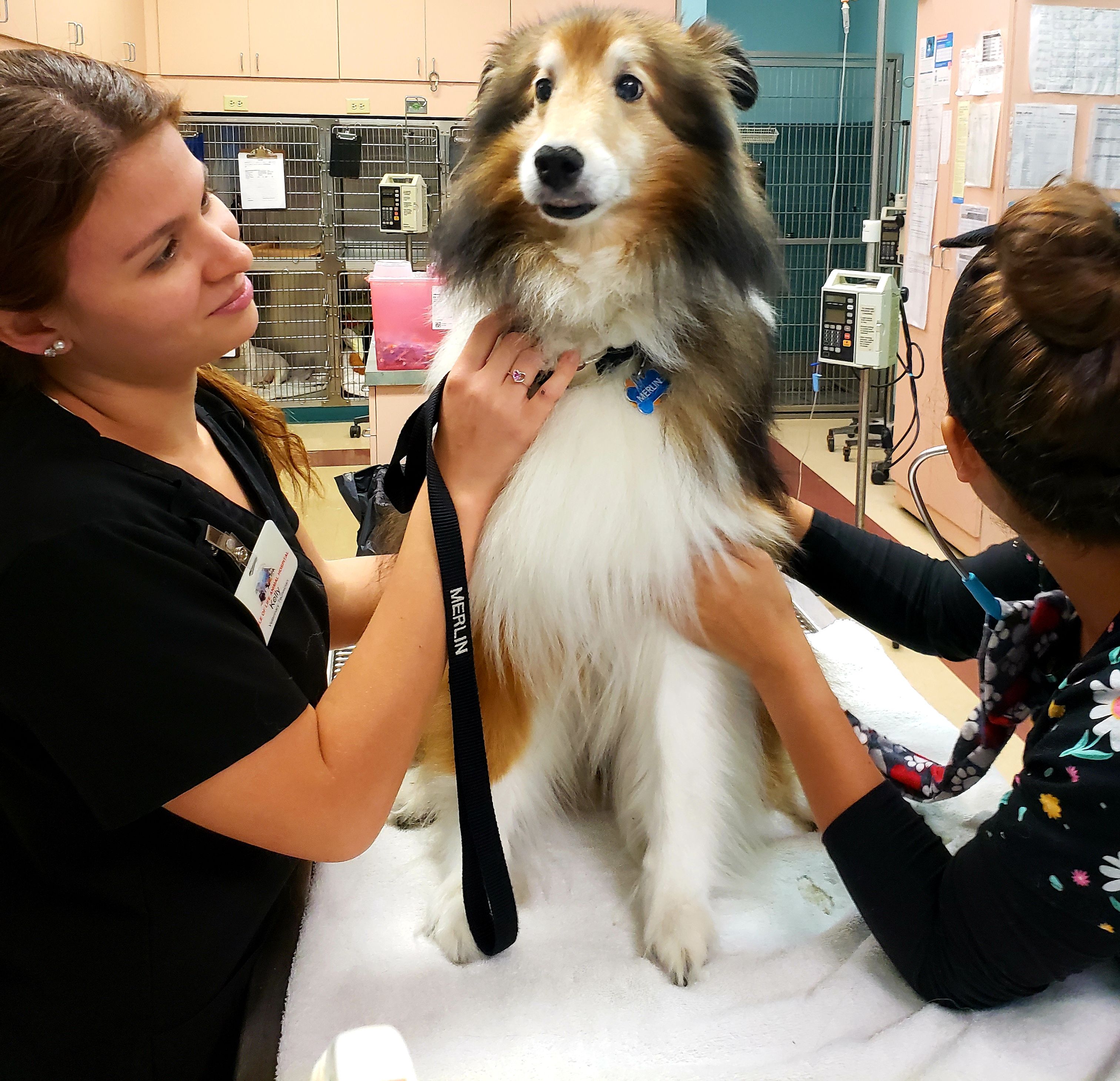 Senior Wellness Exam for Pets - Puppy Wellness Exam ...