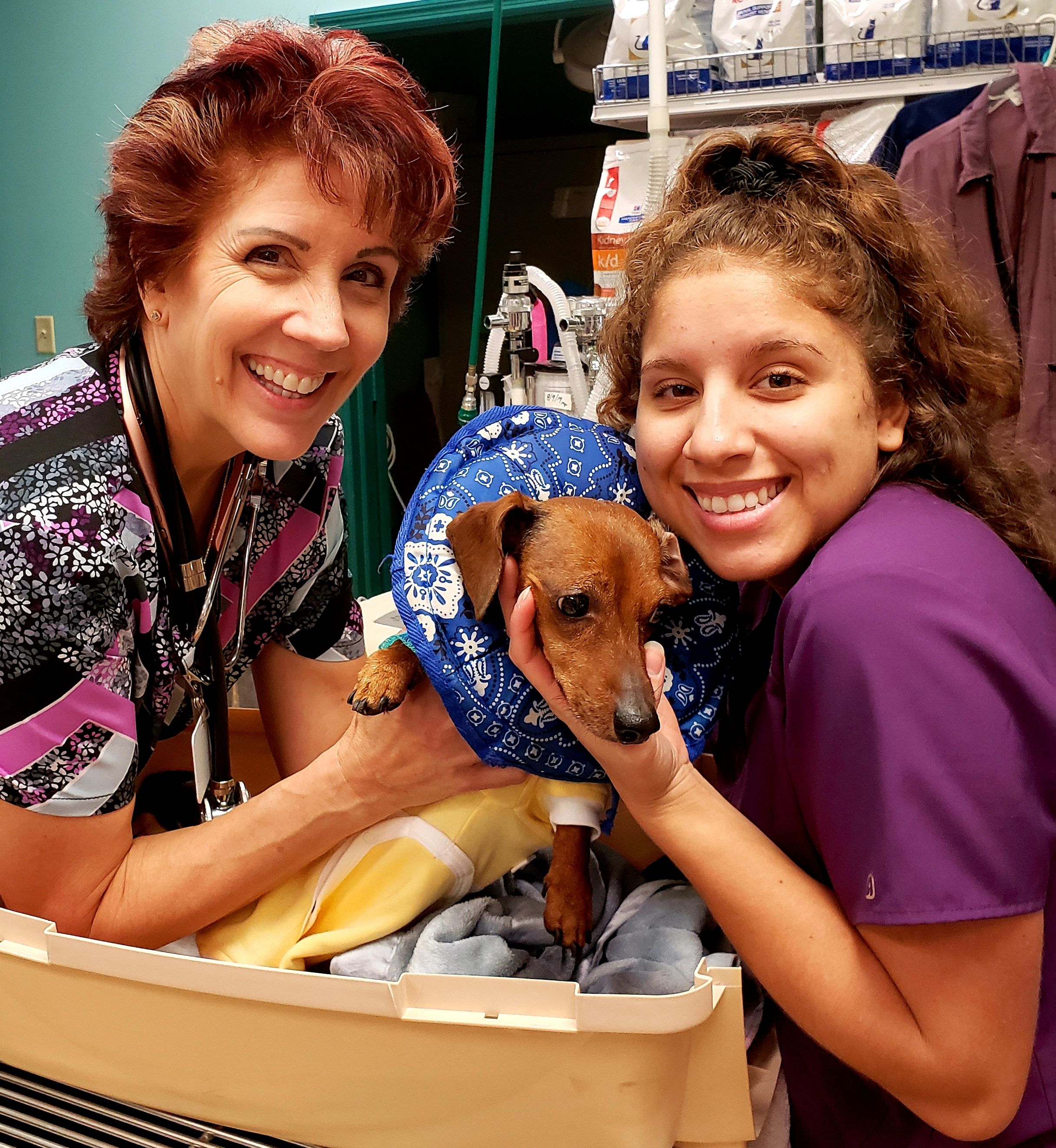 Pet Surgery - Veterinarians in Tampa FL | Circle of Life Animal Hospital