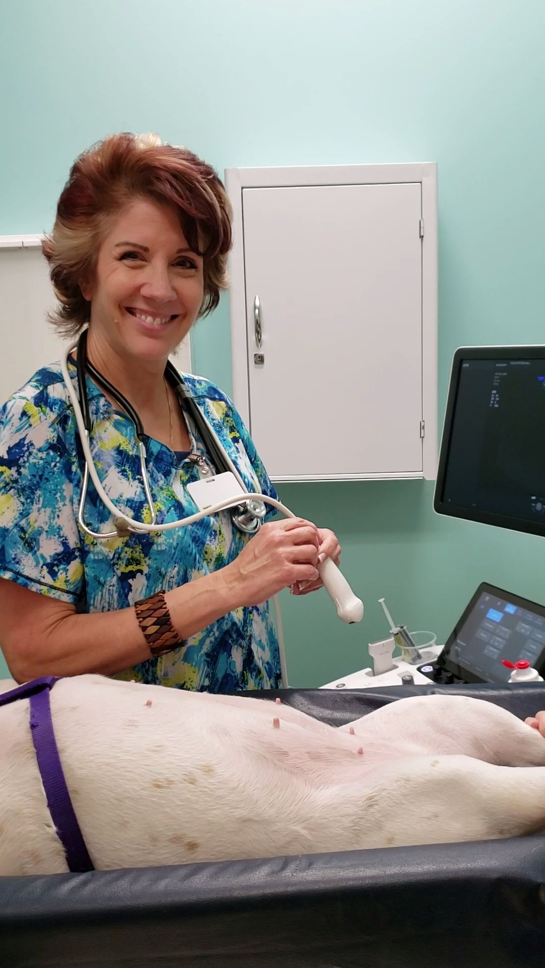 pet receiving an ultrasound
