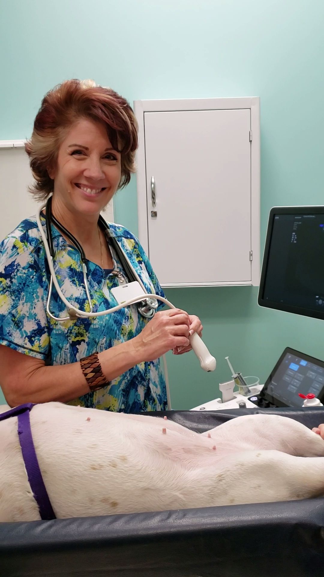 pet receiving an ultrasound