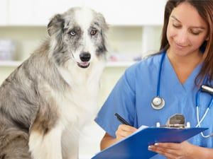 Veterinarian