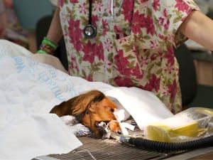 pet surgery