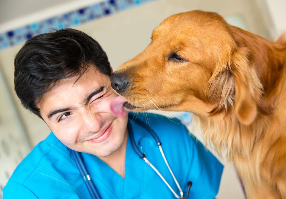 Importance of Blood Work for Pets