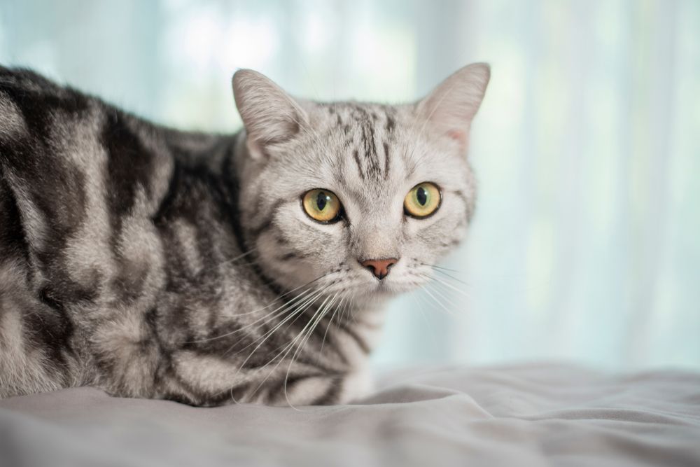 How Can Vets Help With Pet Pain Management?