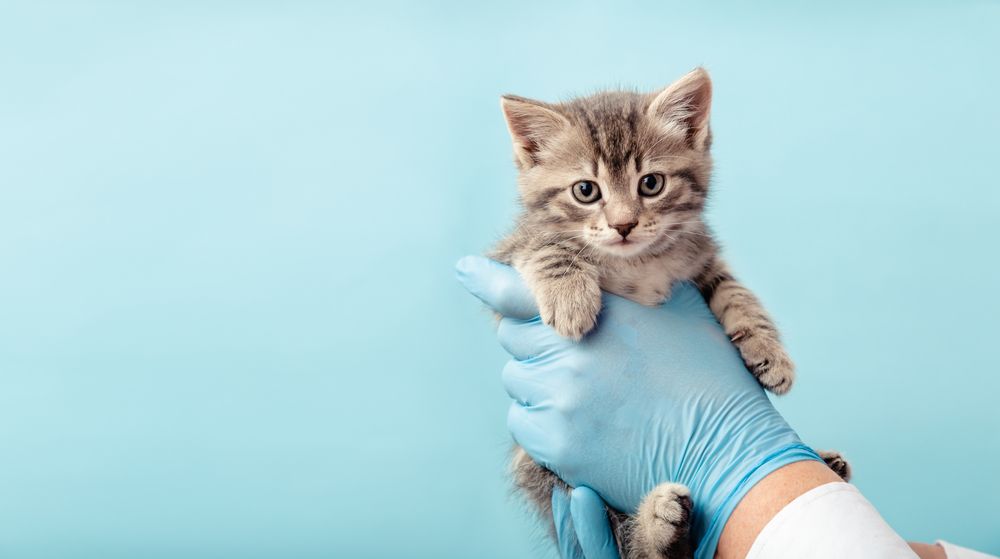 What Is the Procedure for Microchipping Your Pet?