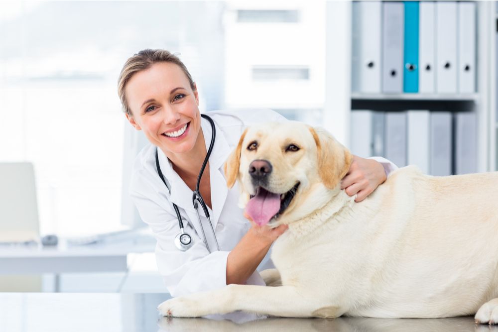 The Importance of Pet Wellness Exams