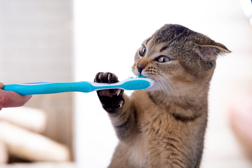 How Often Should I Take My Dog to Get Their Teeth Cleaned?