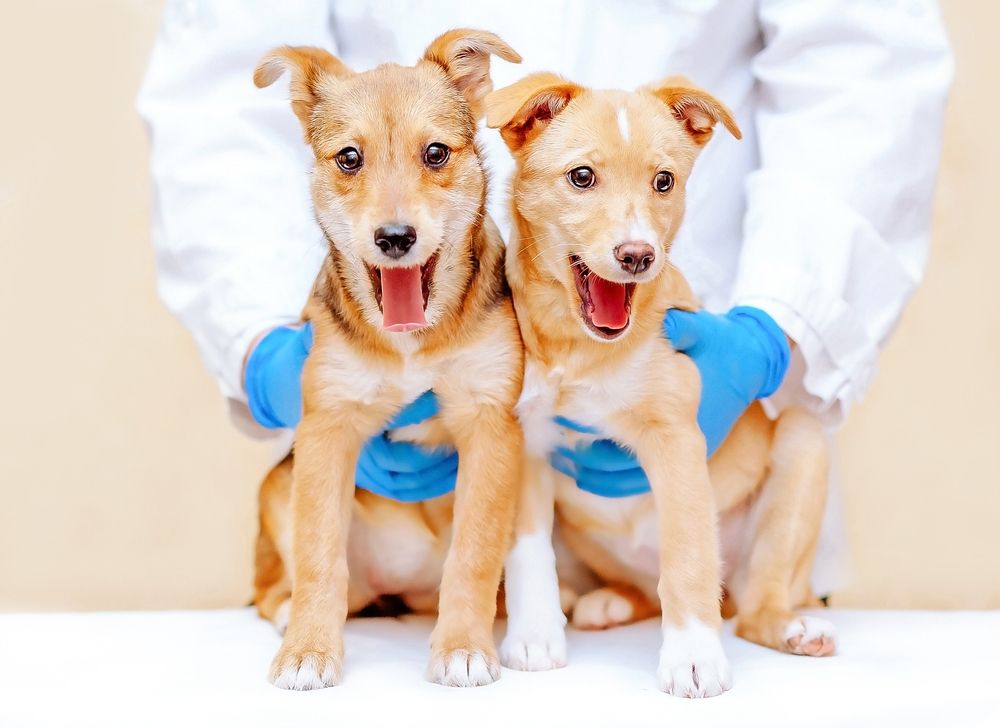 How Old Does My Puppy Need to Be for Their First Vaccinations?