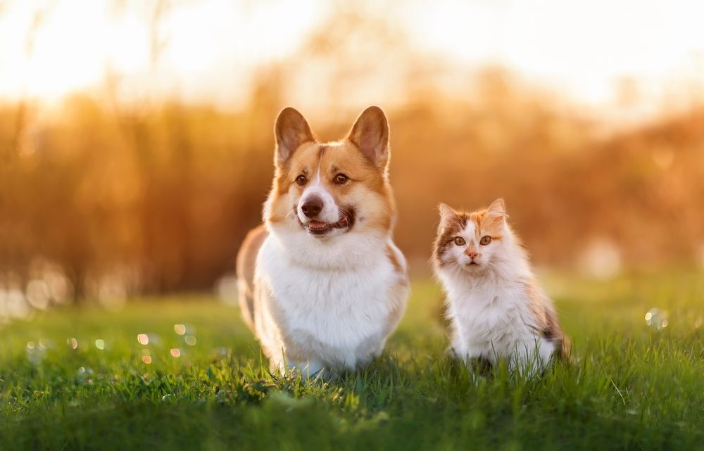 How Much Exercise Does a Dog Require Every Day?