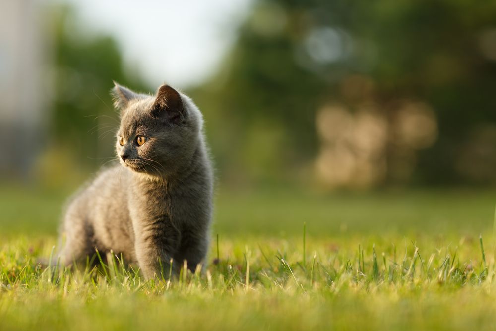 Do Indoor Cats Need Vet Visits?