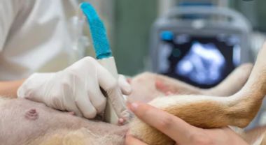 When Would My Pet Need an Ultrasound?