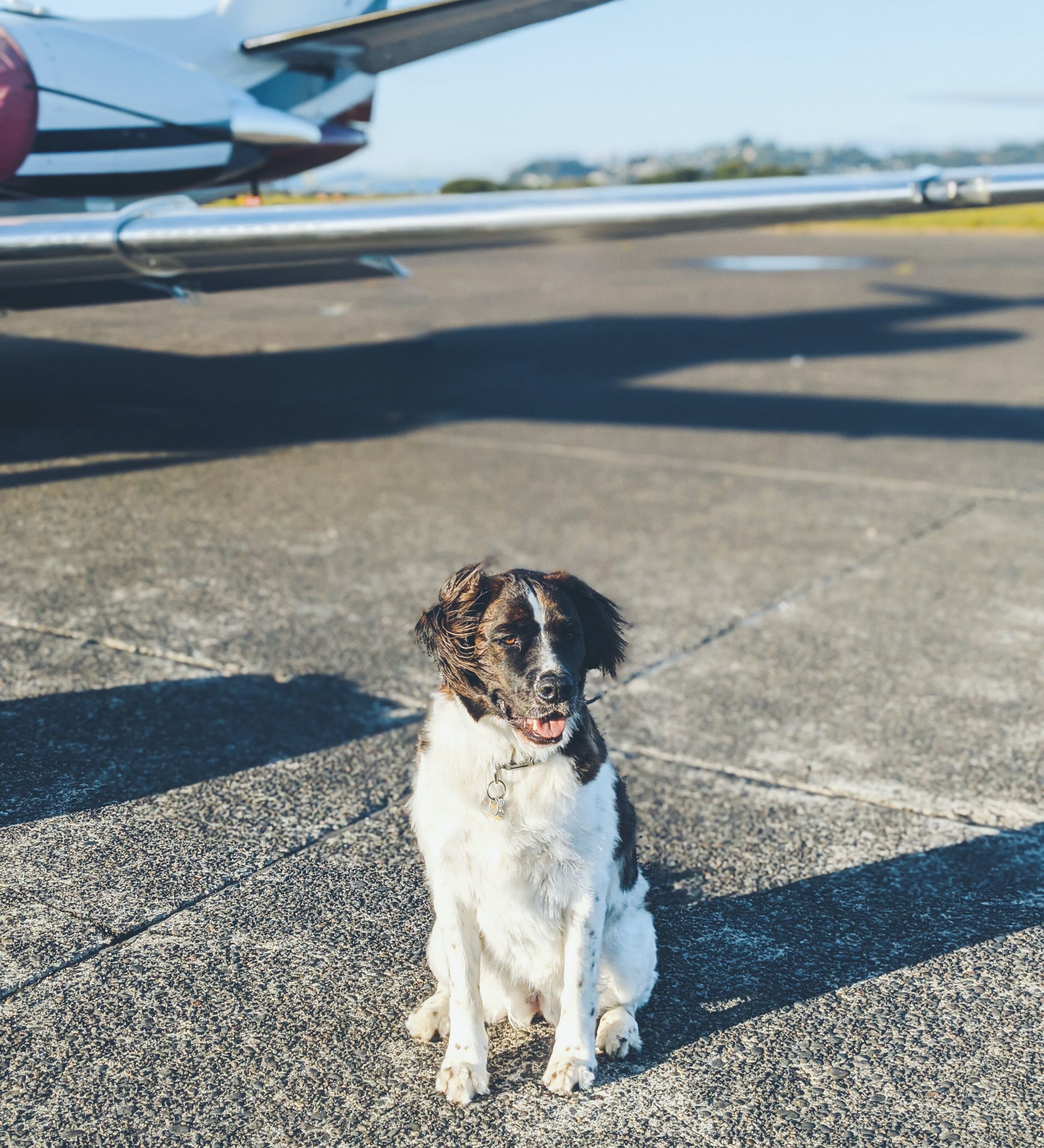 Top 5 Tips for Traveling with your Pets!