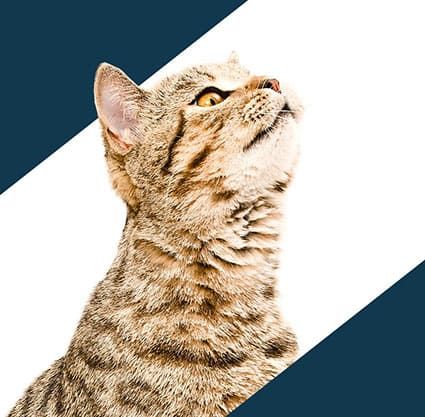 Veterinarians in Westminster CA | Westminster Veterinary Group Veterinarians in Westminster CA | Westminster Veterinary Group