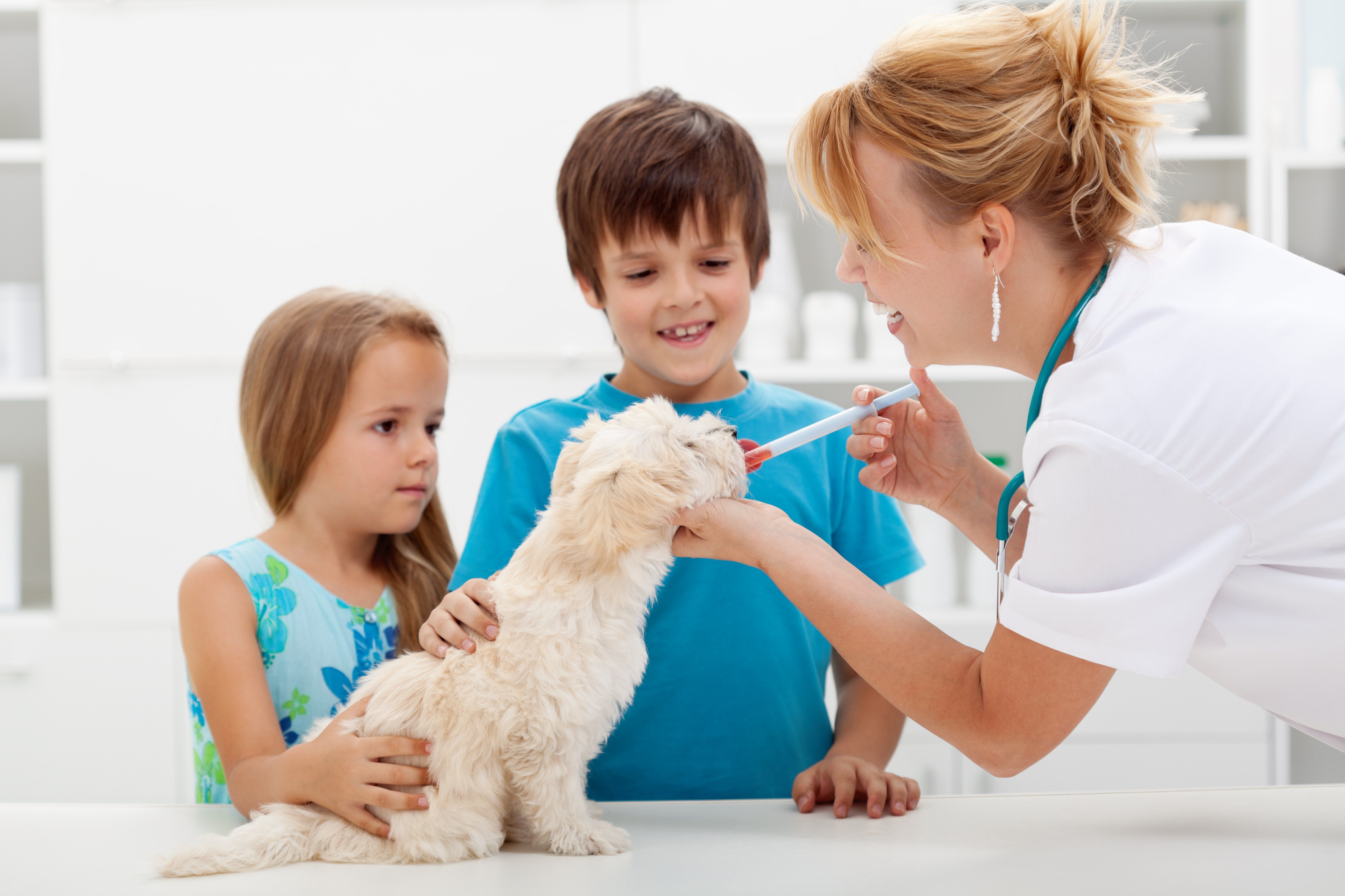 When Should You Take Your New Pet to the Vet?