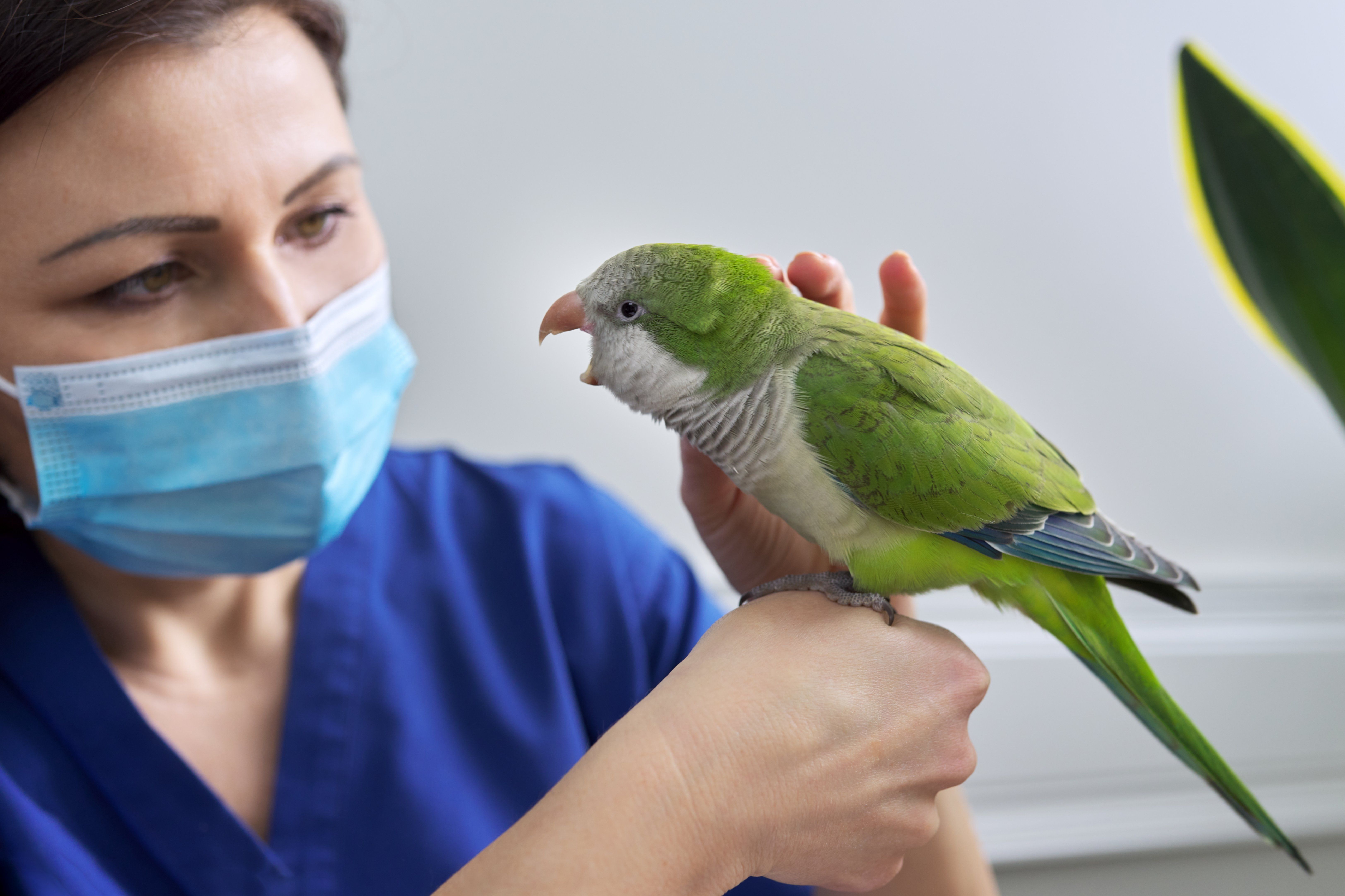 8 Benefits of Taking Your Exotic Pet to the Vet